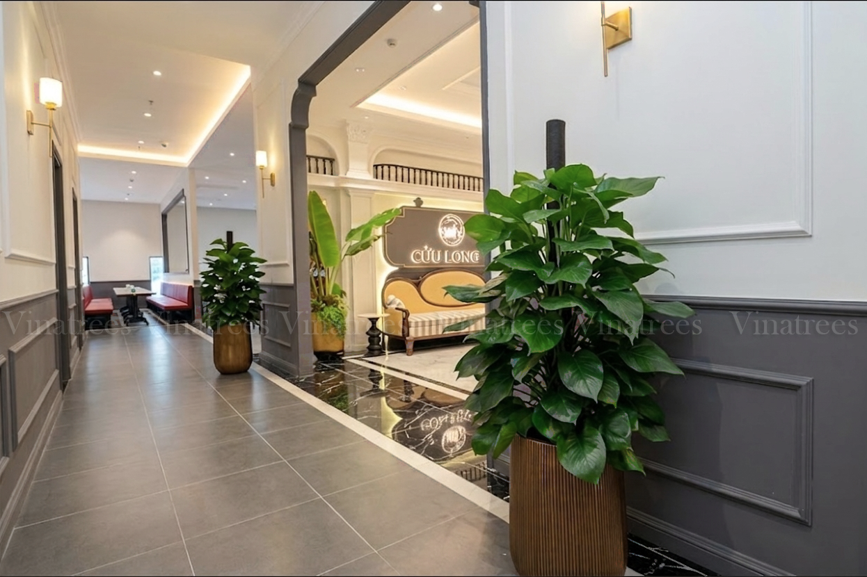 Cây thiết mộc lan cột được Vinatrees bố trí cây xanh cho khách thuê cây cảnh